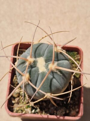 Gymnocalycium armatum