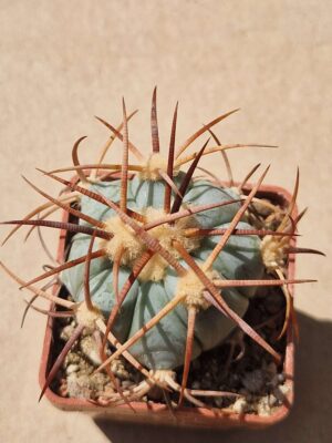 20260702_143456 Echinocactus horizonthalonius