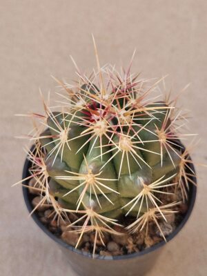 20260702_145121 Thelocactus bicolor