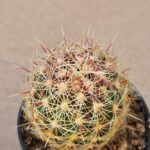 Thelocactus sp