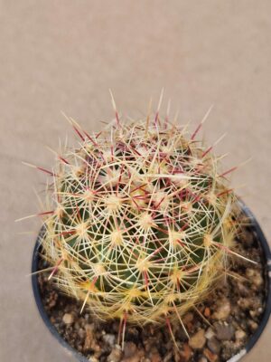 Thelocactus sp