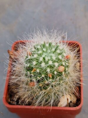 20260703_085839 Mammillaria scheinwariana