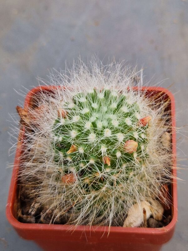 Mammillaria scheinwariana