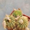 Frailea pumila