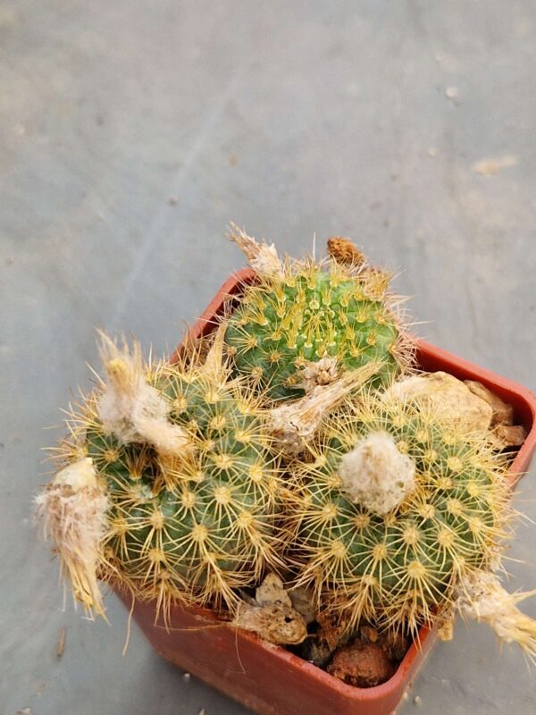 Frailea pumila