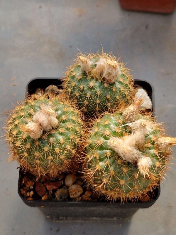 Frailea aureispina f magnifica