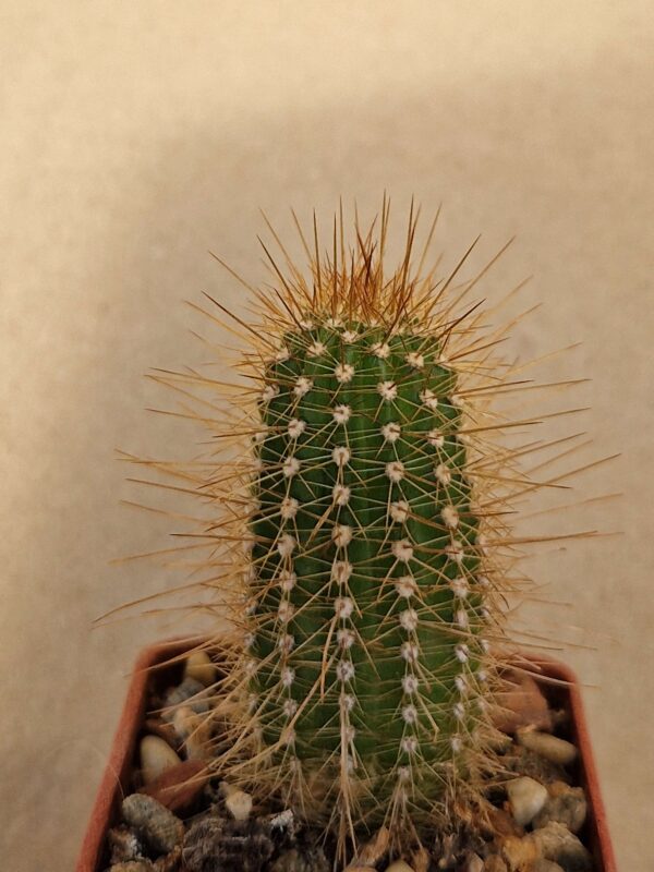 Lobivia huascha v rubriflora