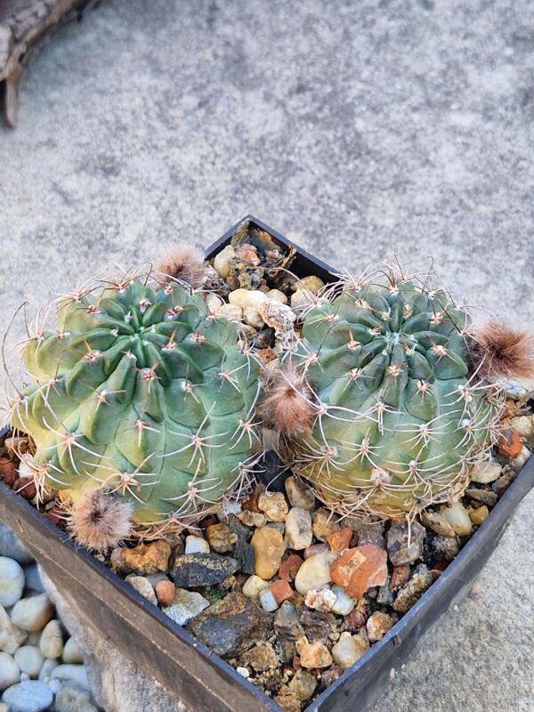 Lobivia jajoiana