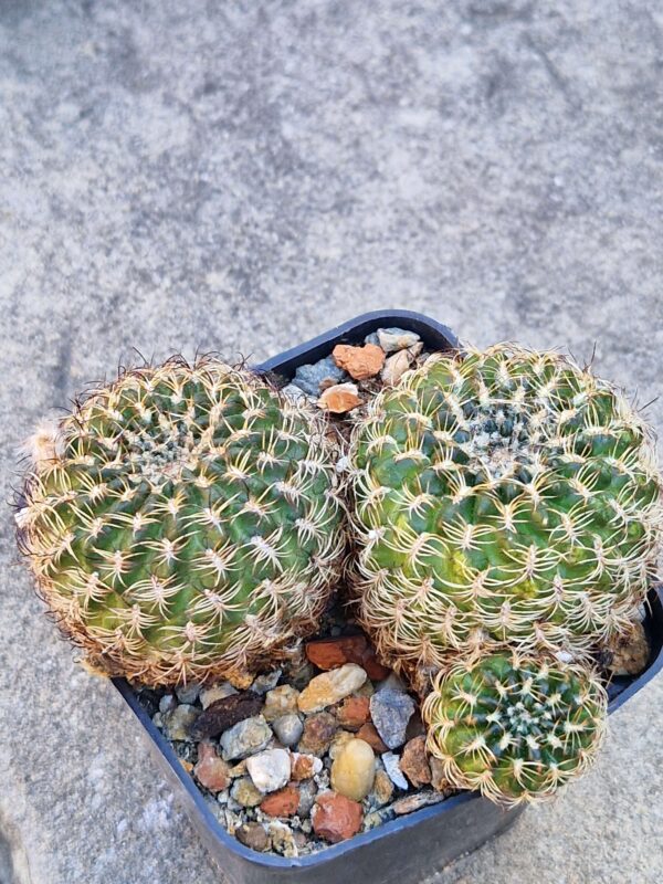 Lobivia tiegeliana v distefanoana