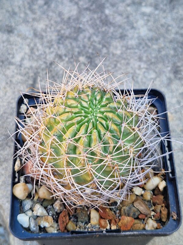 Lobivia hertrichiana f planiceps