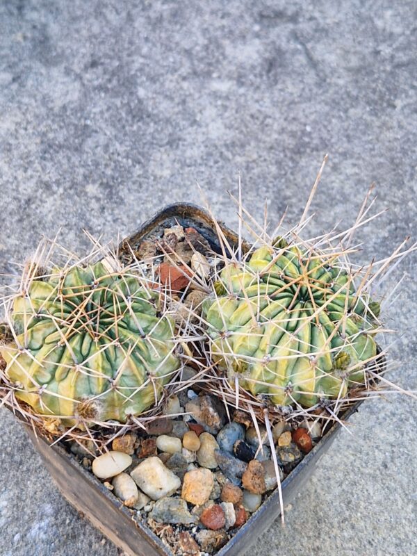 Lobivia pugionacantha v rosii