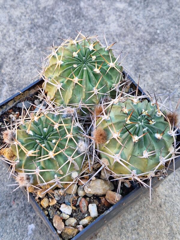 Lobivia pugionacantha