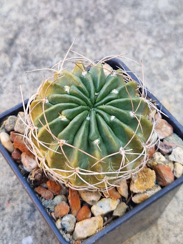 Lobivia pampana
