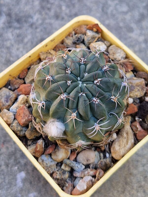 Lobivia jajoiana v elegans