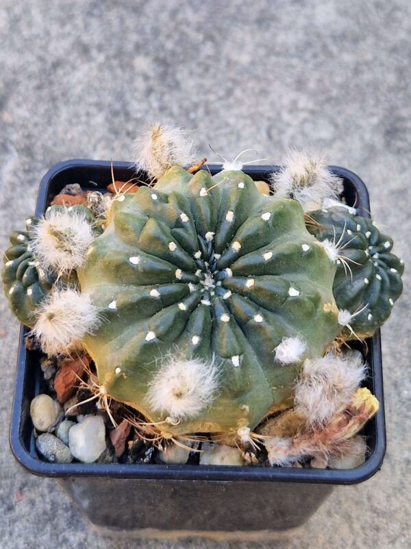 Lobivia tiegeliana v cinnabarina