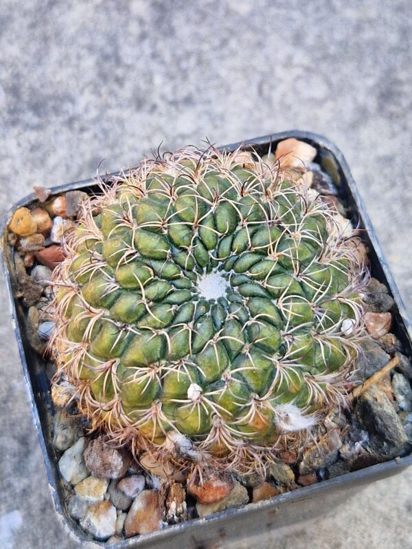 Lobivia tiegeliana