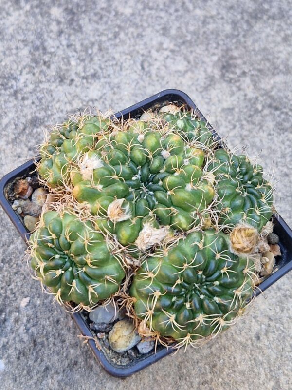 Lobivia tiegeliana
