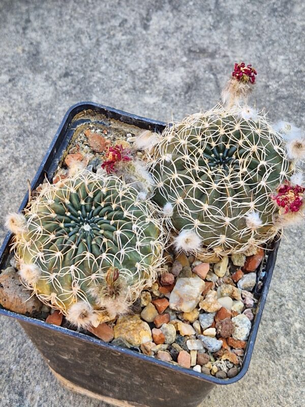 Lobivia tiegeliana v cinnabarina