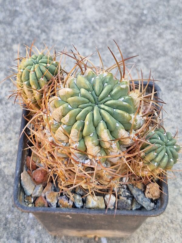 Lobivia maximiliana v corbula