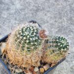 Lobivia haematantha v densispina