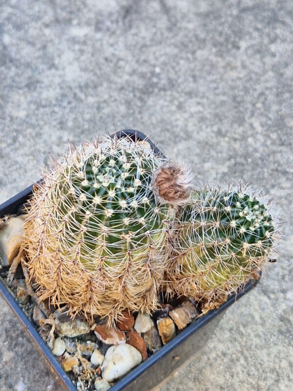 Lobivia haematantha v densispina