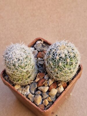 20260703_144911 Thelocactus conothelos
