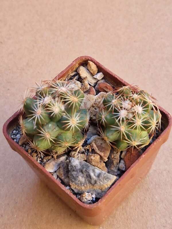 Coryphantha hesterii