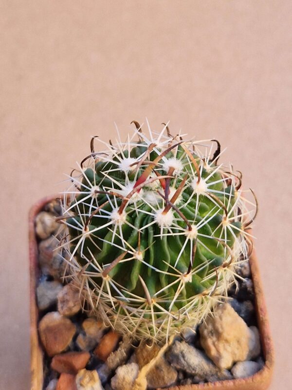 Echinofossulocactus sp Sandia Victoria