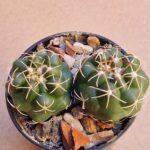 20260703_144947 Thelocactus hexaedrophorus v jarmilae