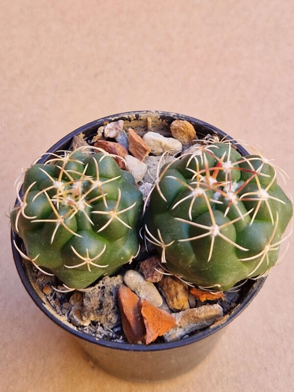 Thelocactus hexaedrophorus v jarmilae