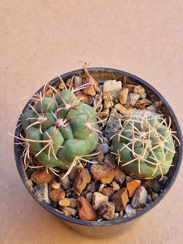 Thelocactus paradensis