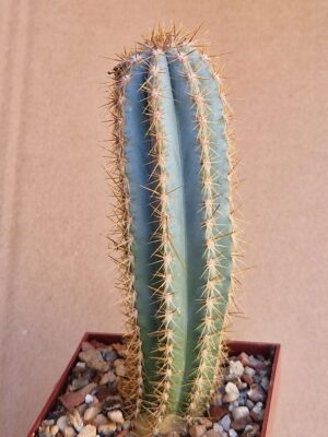 20260703_145017 Pilosocereus sp