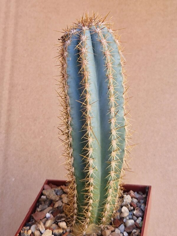 Pilosocereus sp