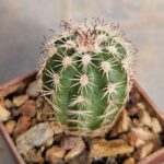 Echinocereus pamanesiorum
