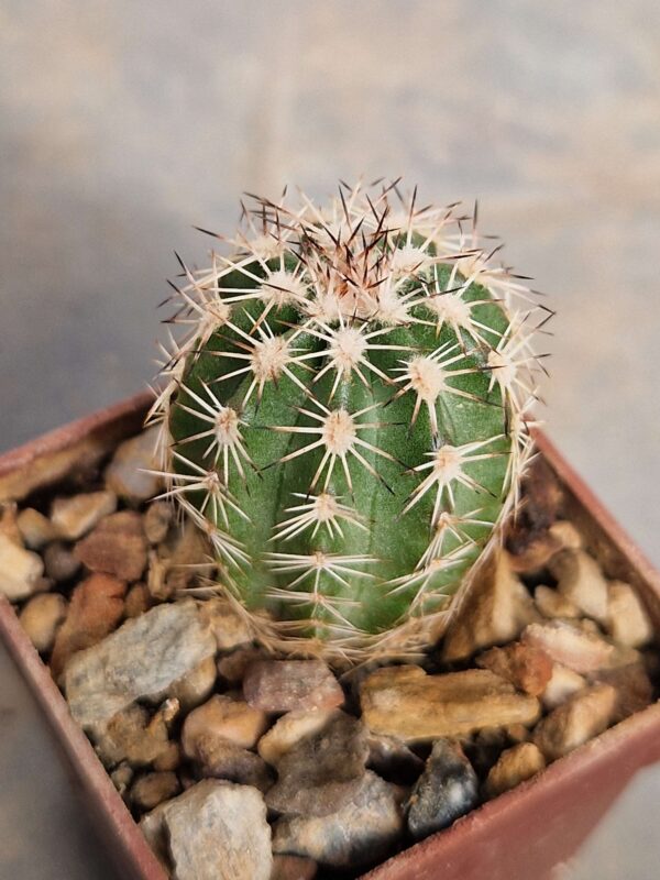 Echinocereus pamanesiorum