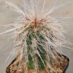 Oreocereus celsianus