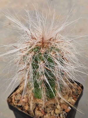 20260703_163436 Oreocereus celsianus