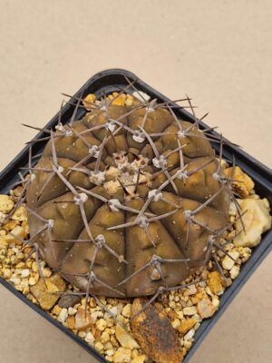 Gymnocalycium ochoterenai v cinereum