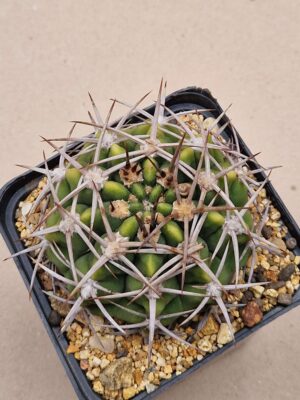 20260705_155944 Gymnocalycium carminanthum