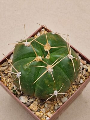 20260705_160034 Gymnocalycium horstii