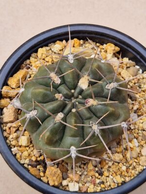 20260705_161043 Gymnocalycium chubutense