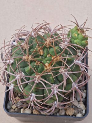20260705_161057 Gymnocalycium carminanthum