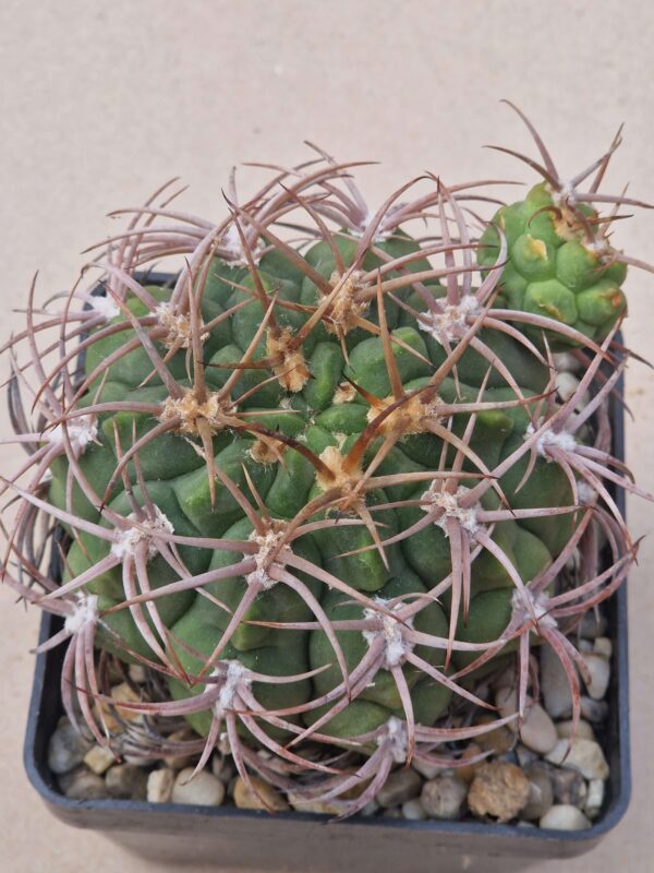 Gymnocalycium carminanthum