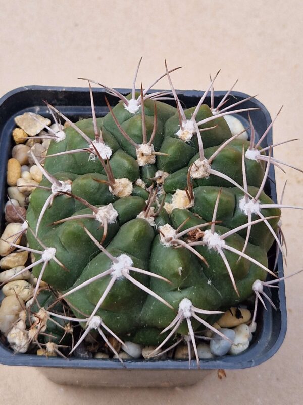 Gymnocalycium schuetzianum