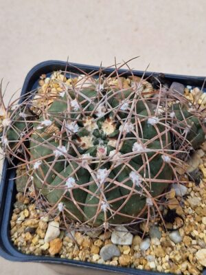 Gymnocalycium ritterianum v acenthracanthum