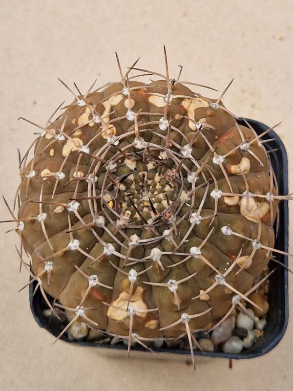 Gymnocalycium kozelskyanum