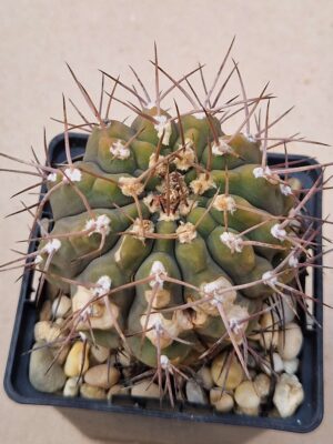 20260705_162347 Gymnocalycium glaucum
