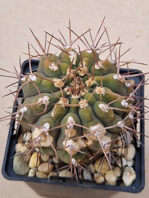 Gymnocalycium glaucum