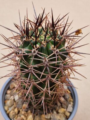 20260705_164146 Pyrrhocactus strausianus
