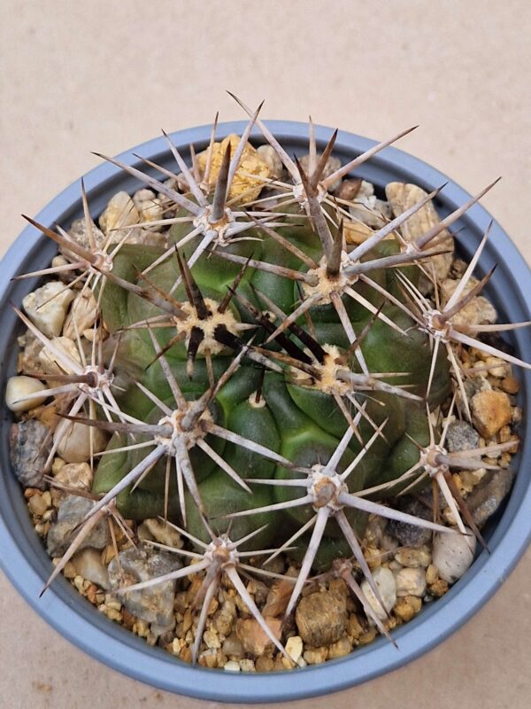 Pyrrhocactus horridus
